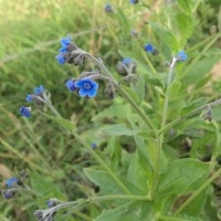 Cynoglossum zeylanicum (Sw. ex Lehm.) Thunb. ex Brand